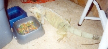 Zeushka and HER food bowl