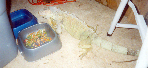 Zeushka and HER food bowl
