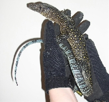 young doreanus