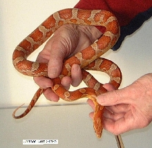 Crimson corn