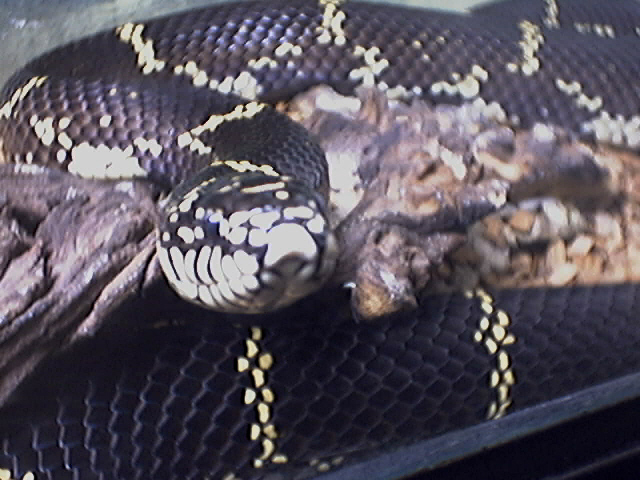 this is henry