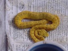 $550 male