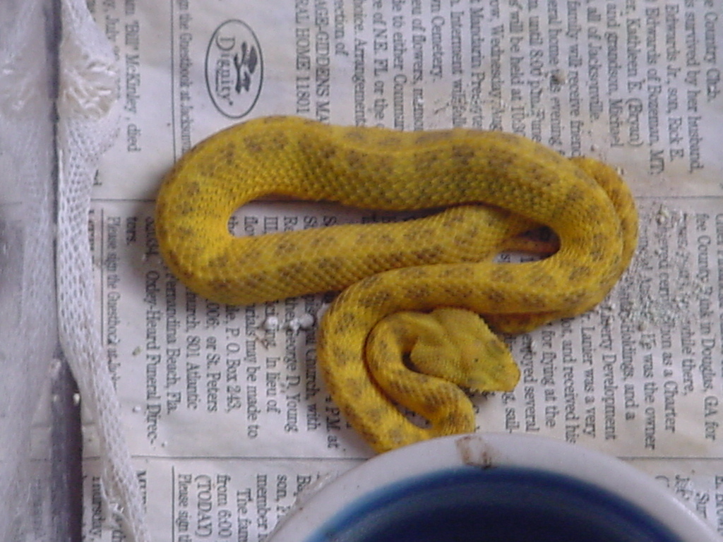 $550 male