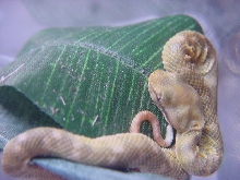 waiting for shed