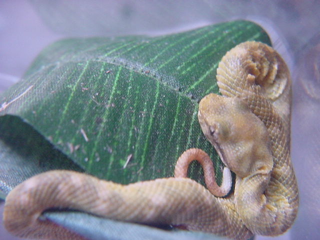 waiting for shed