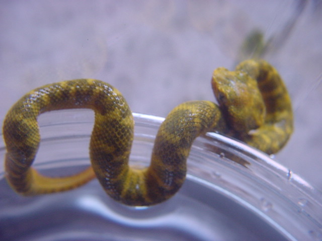$500