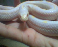 Albino Cal King