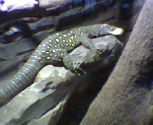 Varanus Salvatorri