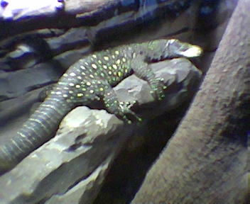 Varanus Salvatorri