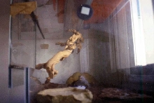 Godzilla Chomping