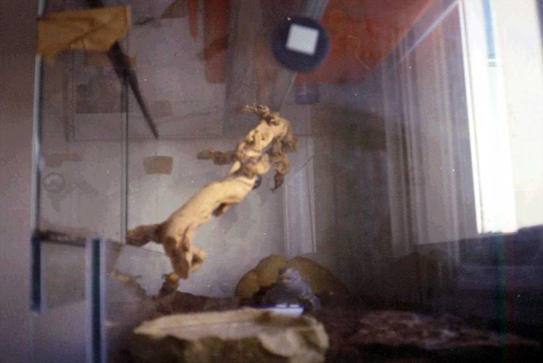 Godzilla Chomping