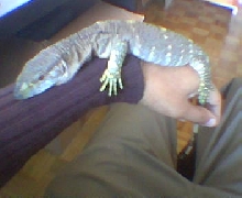 Godzilla (BT)
