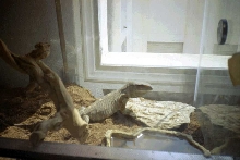 Godzilla