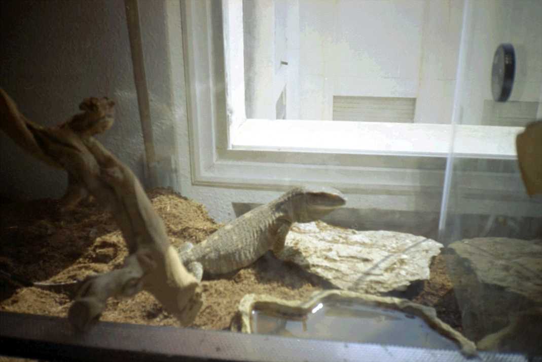 Godzilla