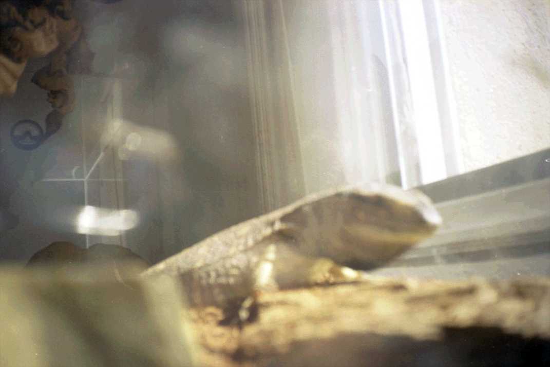 Up-close pic of Godzi