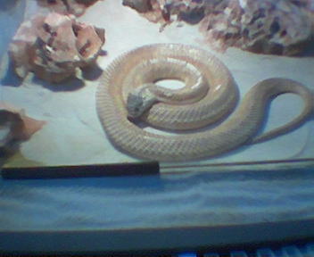 Indian Cobra