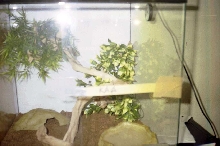 Kaa´s Enclosure