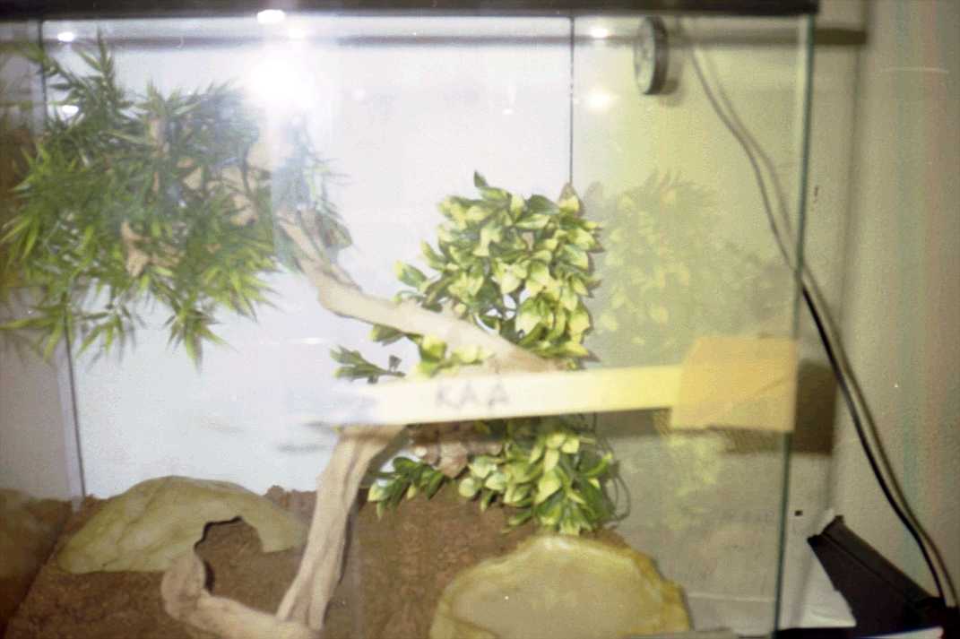 Kaa´s Enclosure