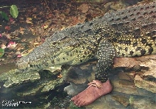 Modern Croc