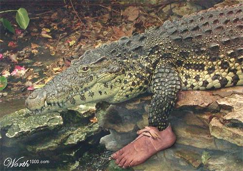 Modern Croc