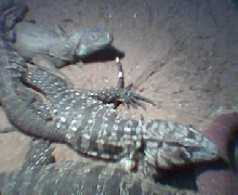 My Tegu Iguana enclosure