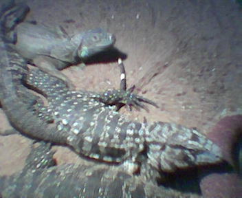 My Tegu Iguana enclosure