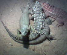 3rd pic...all 3 species