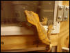 Orange Crested Gecko