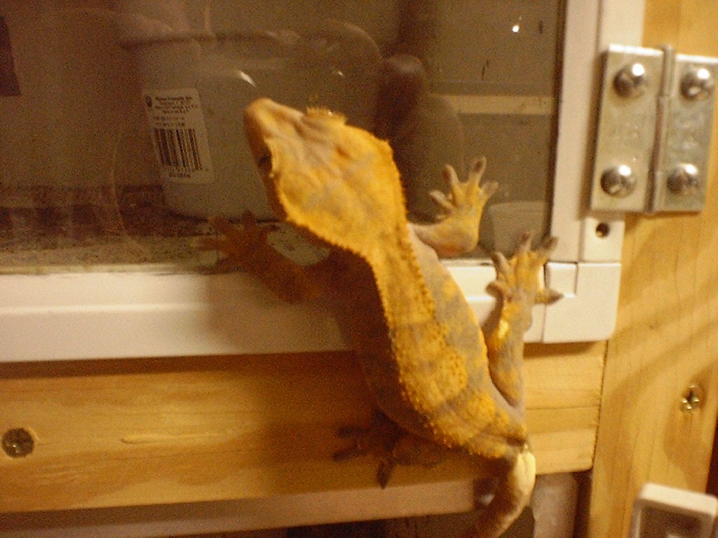 Orange Crested Gecko