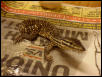 Argus Hatchling