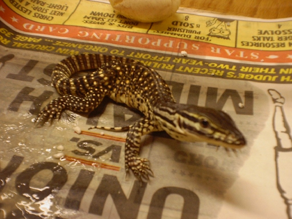 Argus Hatchling
