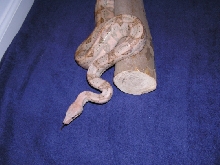 Female Hogg