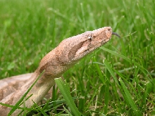 Female Hogg 3