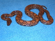 Female Rainbow