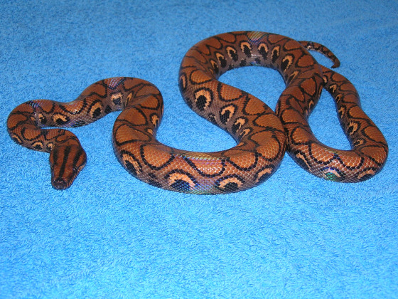 Female Rainbow