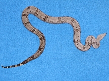Female Bolivian