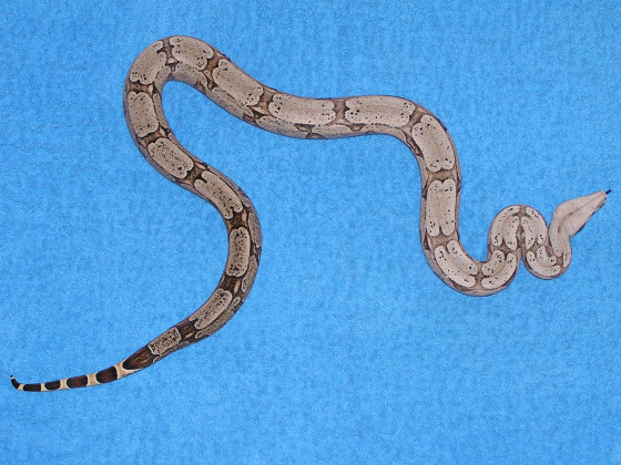 Female Bolivian
