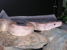 Male Hogg