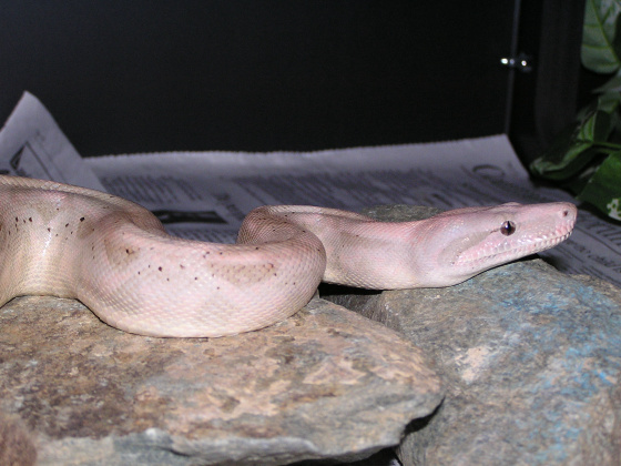Male Hogg