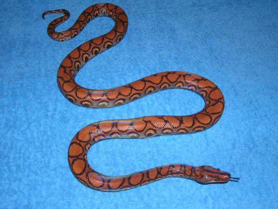 Male Rainbow