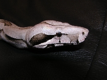 Male Bolivian 2
