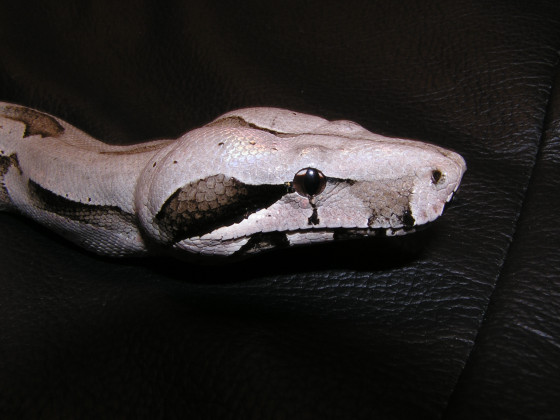 Male Bolivian 2