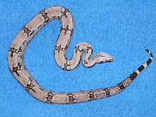Male Bolivian