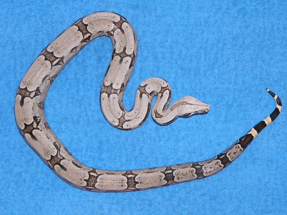 Male Bolivian