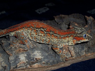 Super orange stripe!
