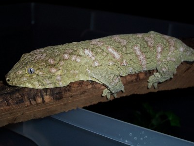 A nice female!