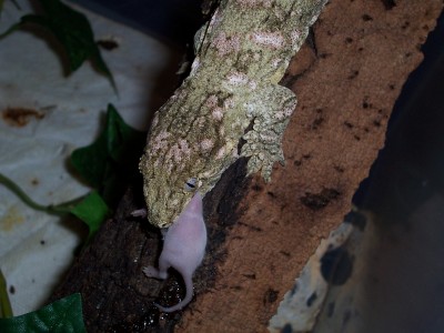 Her favorite treat!