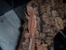 My newest girl !