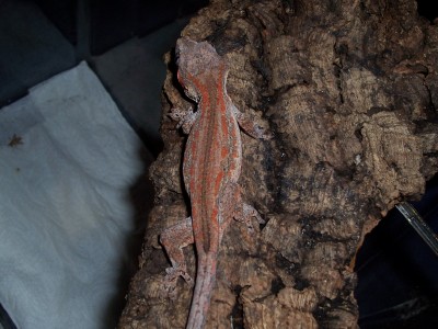 My newest girl !