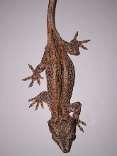 orange scatter adult female